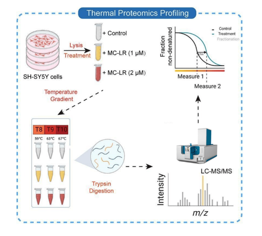 Thermal Proteomics Profiling（TPP）流程示意：细胞处理、温度梯度、酶解、LC-MS/MS 与熔解曲线